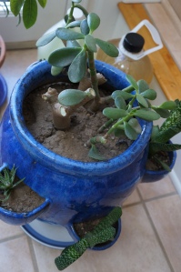 Jade plant after its severe trim!