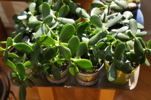 Plants - Jade Cuttings