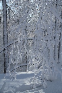 Photography - Snowfall