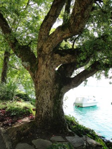 Travel - Cork Tree 2